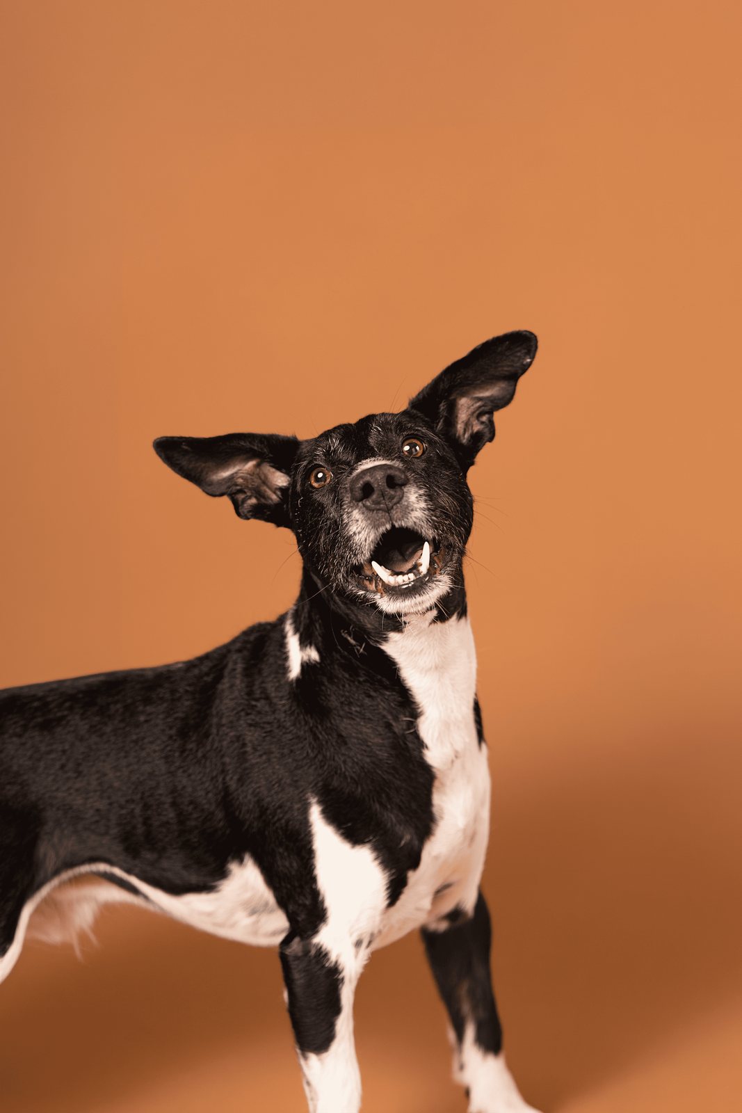 Perro costarricense sano y activo — CBD formulado en Costa Rica