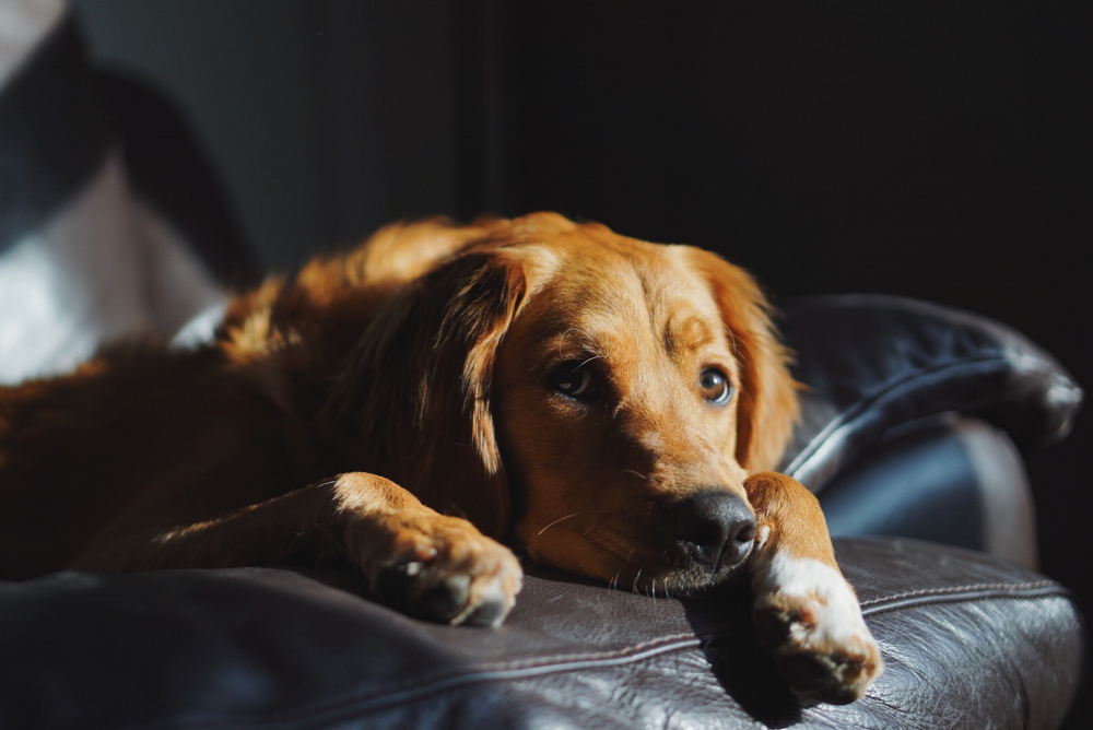 Perro solo en casa mirando por la ventana durante una tormenta en Costa Rica